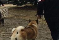 OMÉK GRAND PRIX Budapest 2xCAC Show 