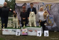 OMÉK GRAND PRIX Budapest 2xCAC Show 