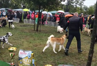 OMÉK GRAND PRIX Budapest 2xCAC Show 