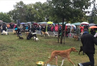 OMÉK GRAND PRIX Budapest 2xCAC Show 