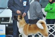 Komárom - International Dogshow with Cruft’s qualification