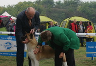 Komárom - International Dogshow with Cruft’s qualification