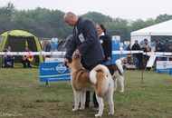 Komárom - International Dogshow with Cruft’s qualification
