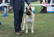 Komárom - International Dogshow with Cruft’s qualification