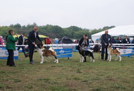 Komárom - International Dogshow with Cruft’s qualification