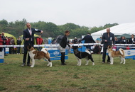 Komárom - International Dogshow with Cruft’s qualification