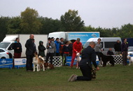 Komárom - International Dogshow with Cruft’s qualification