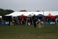 Komárom - International Dogshow with Cruft’s qualification