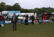 Komárom - International Dogshow with Cruft’s qualification