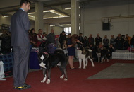 CACIB Zagreb International Dog Show