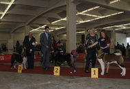 CACIB Zagreb International Dog Show