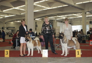 CACIB Zagreb International Dog Show