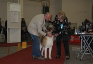 CACIB Zagreb International Dog Show