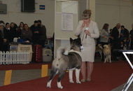 CACIB Zagreb International Dog Show