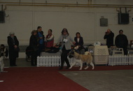 CACIB Zagreb International Dog Show