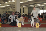 CACIB Zagreb International Dog Show