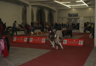 CACIB Zagreb International Dog Show