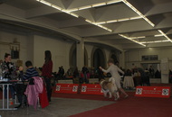 CACIB Zagreb International Dog Show