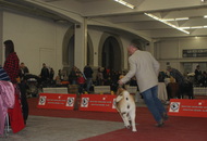 CACIB Zagreb International Dog Show