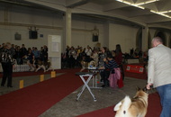 CACIB Zagreb International Dog Show