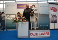 CACIB Zagreb International Dog Show