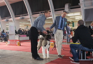 CACIB Zagreb International Dog Show