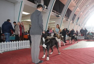 CACIB Zagreb International Dog Show