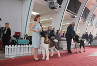 CACIB Zagreb International Dog Show