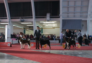 CACIB Zagreb International Dog Show