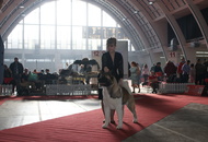 CACIB Zagreb International Dog Show