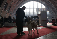 CACIB Zagreb International Dog Show
