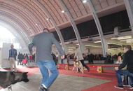CACIB Zagreb International Dog Show