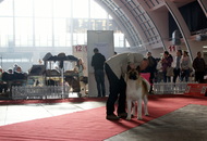 CACIB Zagreb International Dog Show