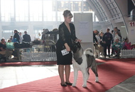 CACIB Zagreb International Dog Show