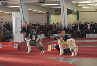 CACIB Zagreb International Dog Show