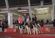 CACIB Zagreb International Dog Show