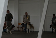 CAC Special Dog Show, Tihany