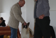 CAC Special Dog Show, Tihany