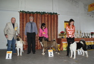 CAC Special Dog Show, Tihany