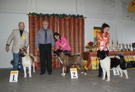 CAC Special Dog Show, Tihany