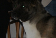 CAC Special Dog Show, Tihany