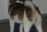 CAC Special Dog Show, Tihany