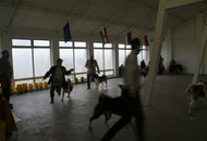 CAC Special Dog Show, Tihany
