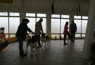 CAC Special Dog Show, Tihany