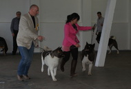 CAC Special Dog Show, Tihany