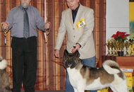 CAC Special Dog Show, Tihany