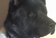 Armageddon of Danger Zone