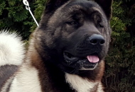 - 2016.03.13 - 2 International CACIB dog-shows, Pécs