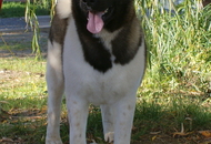 - 2016.03.13 - 2 International CACIB dog-shows, Pécs