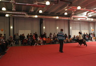 - 2016.03.13 - 2 International CACIB dog-shows, Pécs